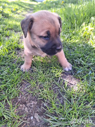 Щенки