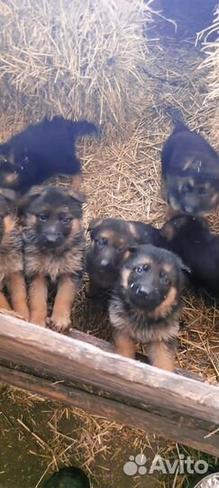 Продаются щенки немецкой овчарки