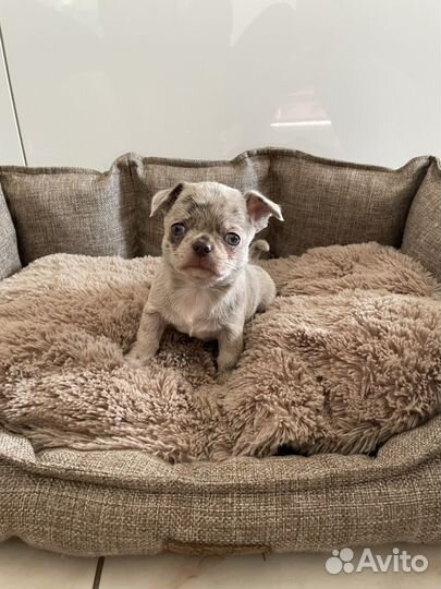 Чишки зайчишки