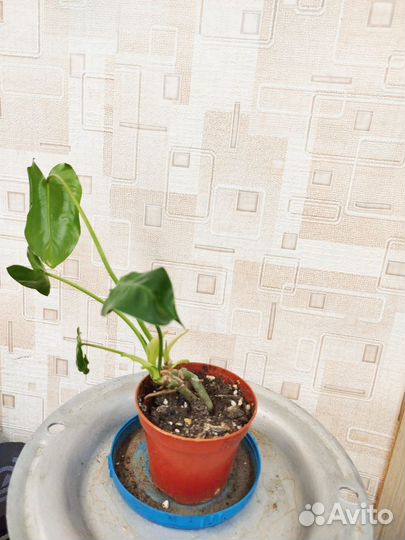 Комнатные растения цветы