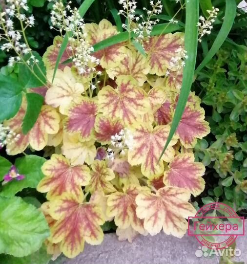 Продаю растения