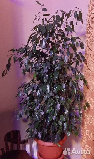 Комнатные растения