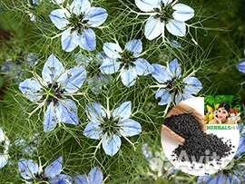 Джусай, черный тмин, Орегано турецкое