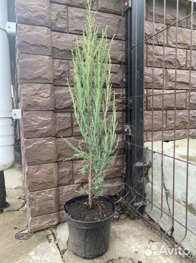 Можжевельник блю эрроу