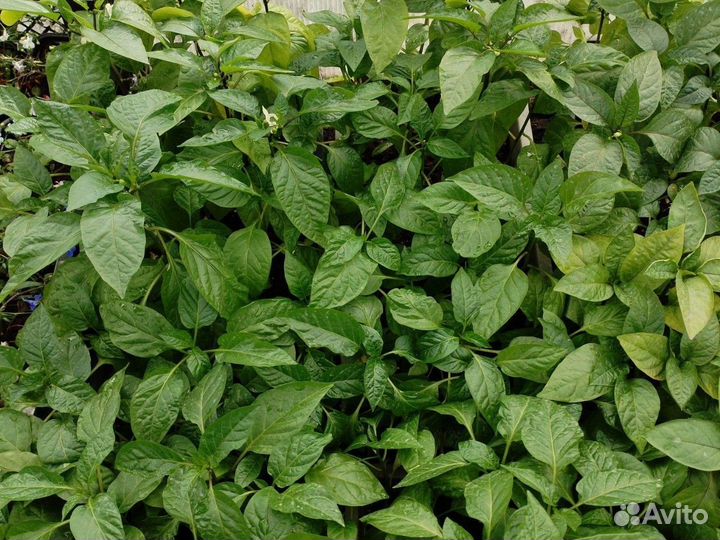 Рассада огурцов, помидоров, перца и капусты