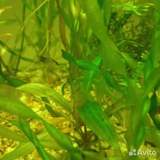 Креветки улитки водоросли