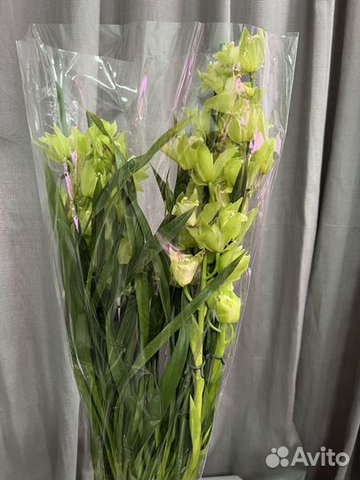 Цимбидиум цветущий