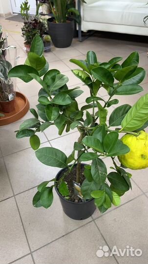 Лимонное дерево с плодами