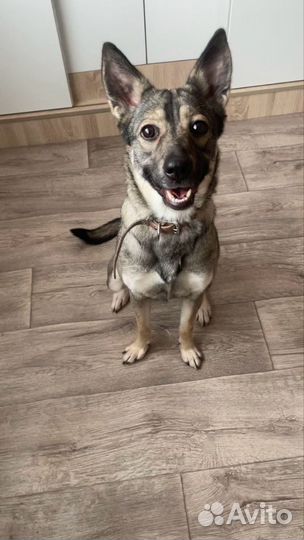 Собака- компаньон Дина