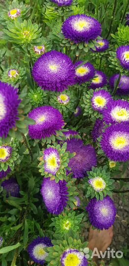 Астра бонита блю