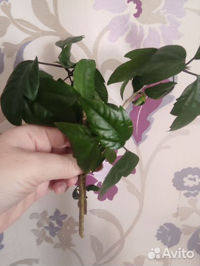 Гибискус и пандантус