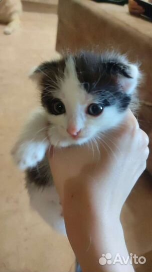 Котенок девочка 1, 5 мес вислоушка