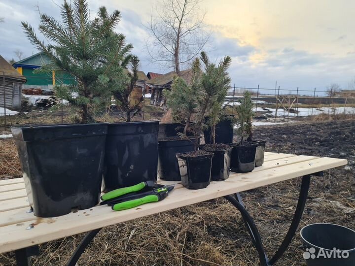 Саженцы Ель Голубая