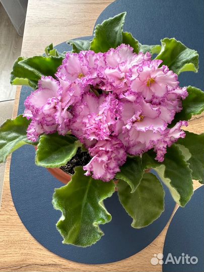 Фиалка цветущая