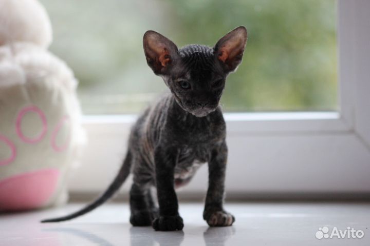 Донской сфинкс котята голорожденные резинки