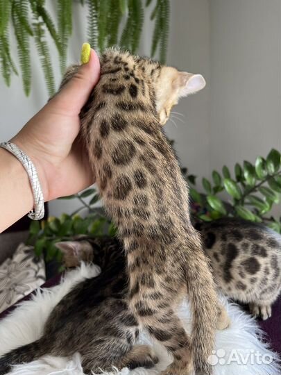 Бенгальская кошка
