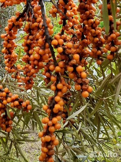 Спирея, черемуха, облепиха