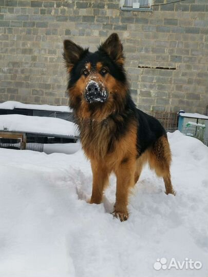 Немецкая овчарка вязка