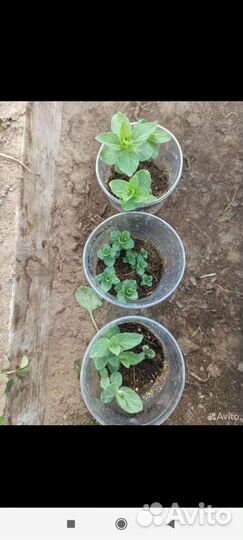 Мята перечная, шоколадная, кучерявая