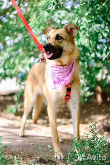 Возьми друга из приюта