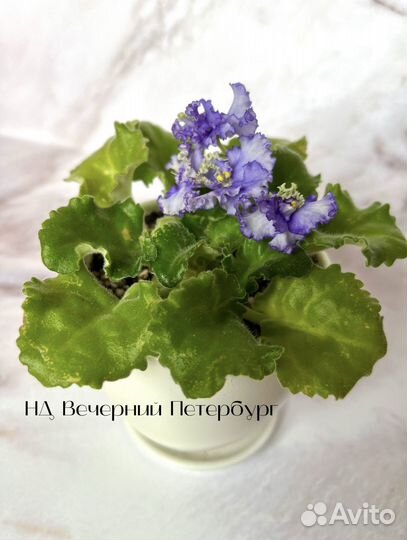 Фиалки коллекция