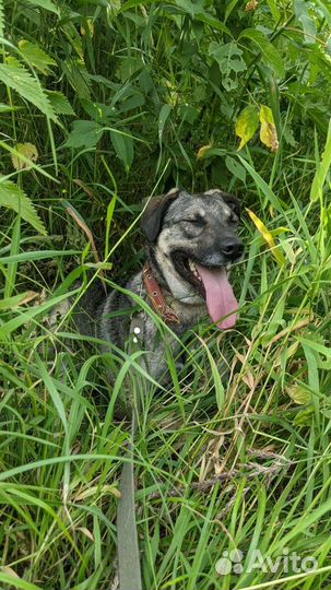 Собаки приглашают на прогулку