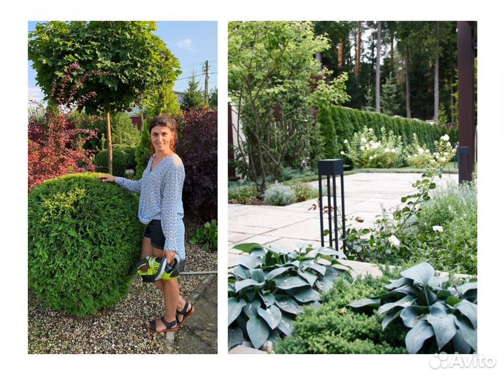 Ландшафтный дизайн. Растения для благоустройства