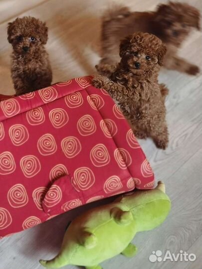 Супер няшка мальтипу