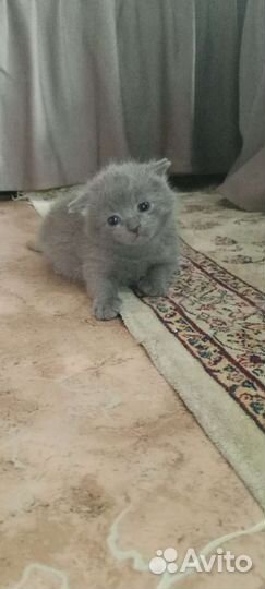 Британские котята