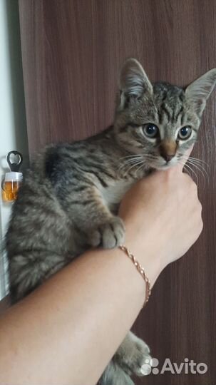 Кот полосатик