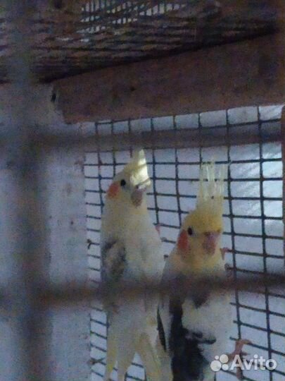 Попугаи корелла, какарики