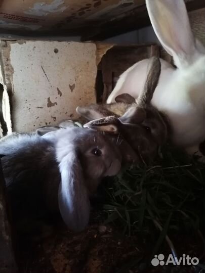 Кролики французский баран и Ризен