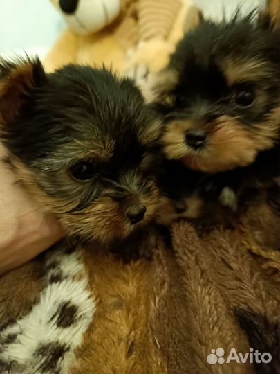 Йоркширский терьер щенки