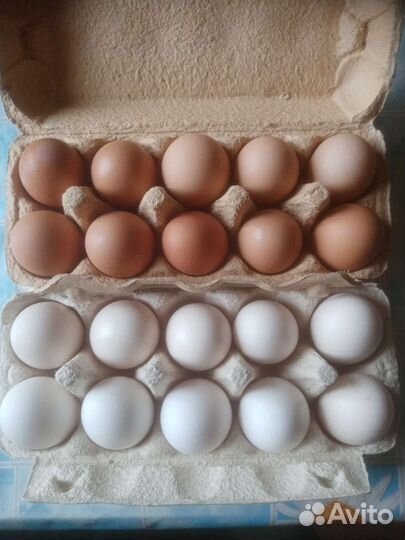 Яйцо куриное