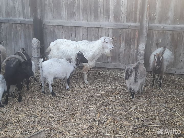 Домашние козы и козлята, продажа