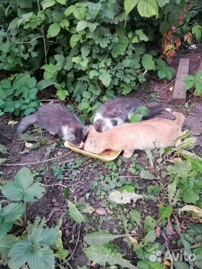 Котята в добрые руки
