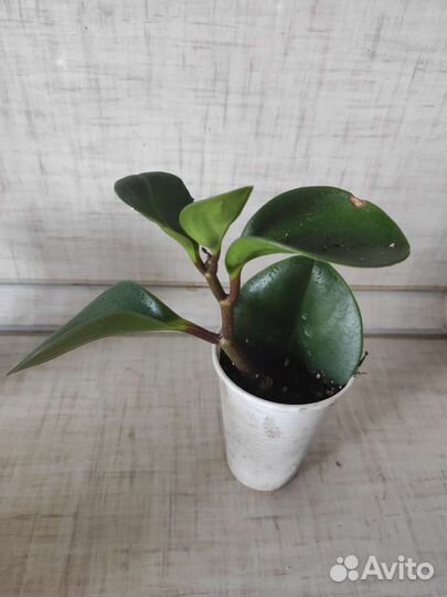 Пеперомия туполистная