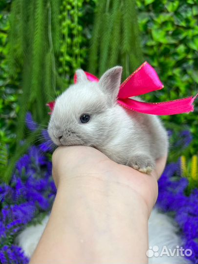 Карликовые кролики декоративные Мск