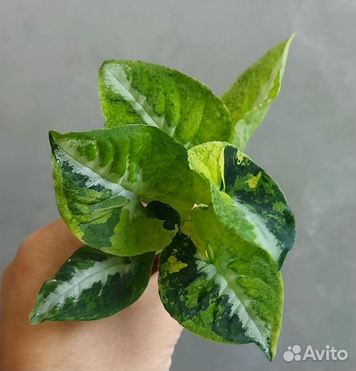 Сингониум Scrambled eggs