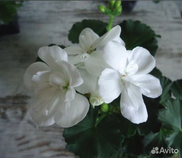 Пеларгония герань Тоскана като