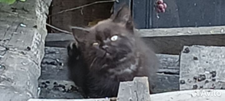 Отдам кота в добрые руки