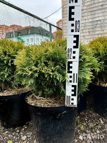 Туя западная Даника с доставкой