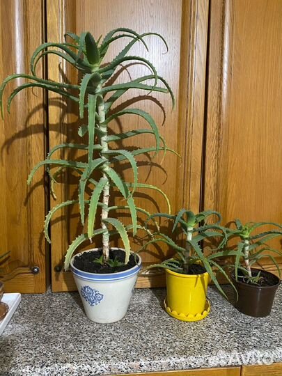 Алоэ лечебный