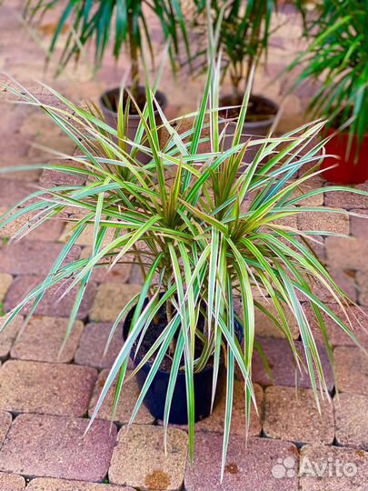 Пальма драцена