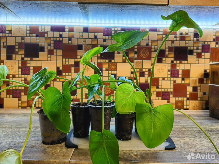 Калла Эфиопская