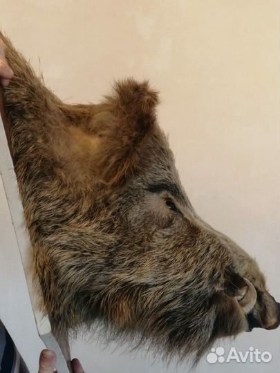 Чучело кабана