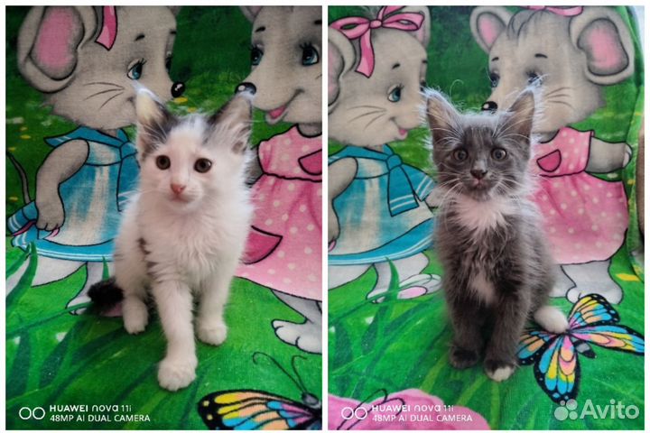 Котики в добрые руки