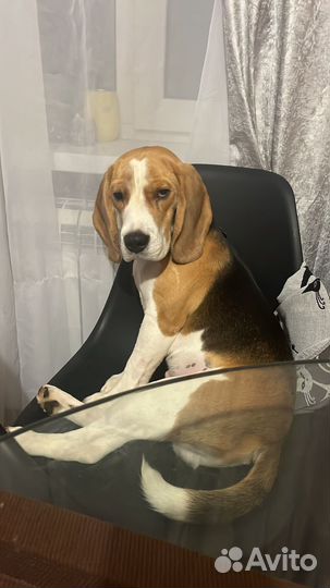 Щенок бигль мальчик