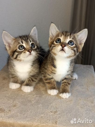 Бенгальские котята