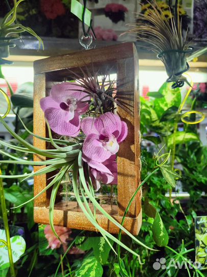 Комнатные цветы